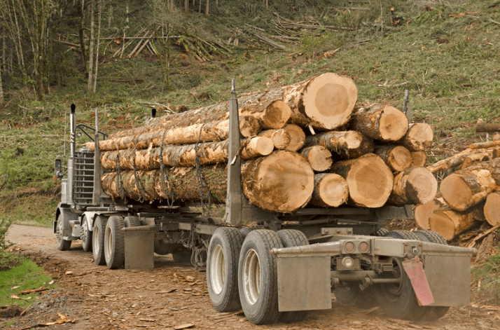 A flatbed trailer hauling tree logs on a road in a forrest.